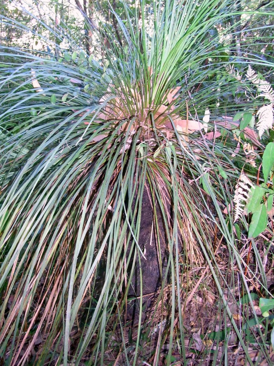 Native grass tree growing in Chatswood West bushland