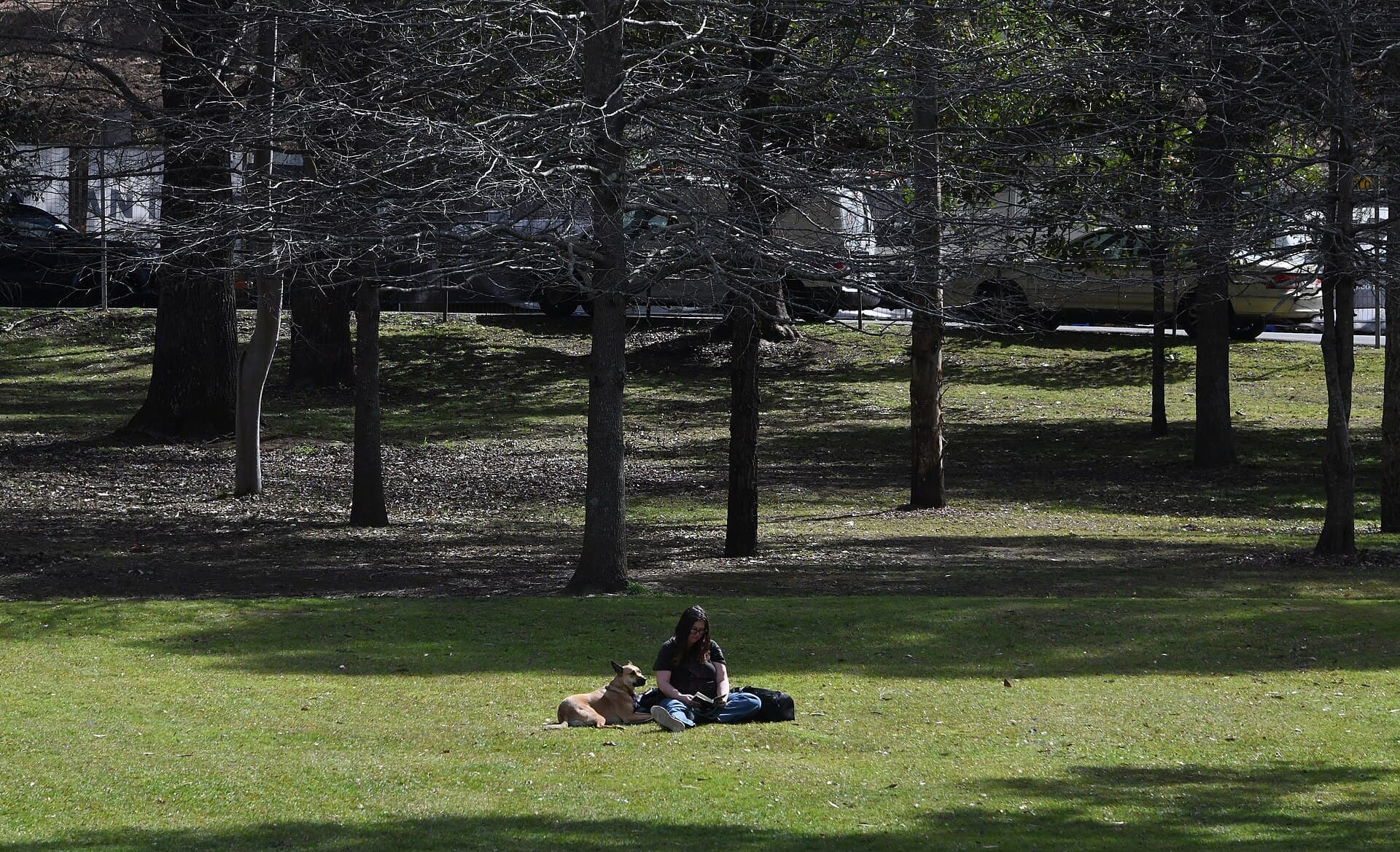 Trees and open lawn in Pymble Park beside the station precinct